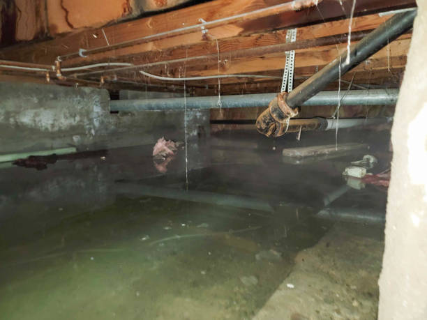 Best Mold removal after water damage  in Tracy, MN
